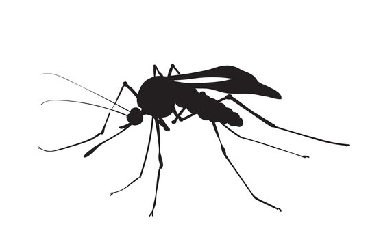 picture of silhouette of a mosquito