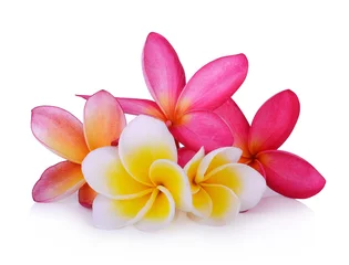 Foto op Plexiglas Bloemen frangipanibloem die op witte achtergrond wordt geïsoleerd