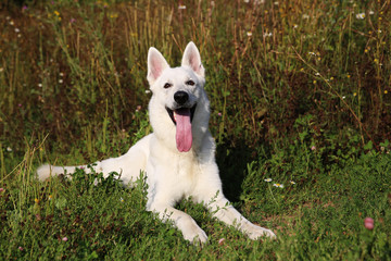 White Swiss shepherd dog
