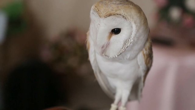 owl barn owl on photography