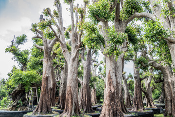 Big tree for sale near the biggest national park in Thailand there have quite big forest Plants varied slightly Some people have the name of the distribution of plants and flowers of various kinds.