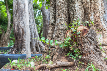 near the biggest national park in Thailand there have quite big forest Plants varied slightly Some people have the name of the distribution of plants and flowers of various kinds.