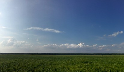 Maisfeld mit weitem Horizont