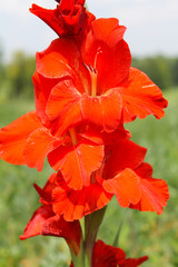 Naklejka premium Red gladiolus in garden