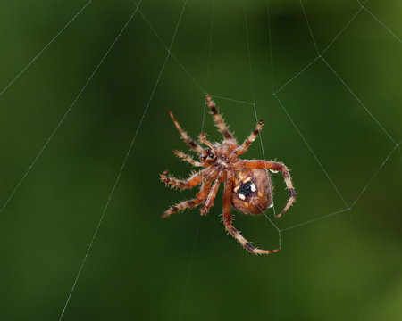Orb Weaver or Garden Spider. Macro shot of a spider creating a spider web. Photo taken iCalifornia.