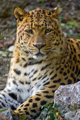 Fototapeta na wymiar Jaguar 