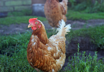 chickens, hens

