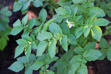 potato blooming bush

