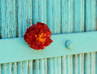 flower and turquoise background  