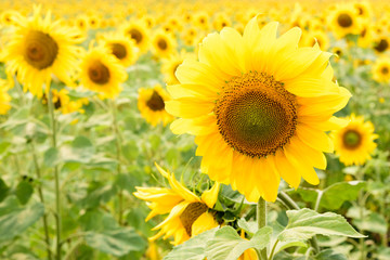 Beautiful sunflowers blooming on the field