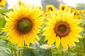 Beautiful sunflowers blooming on the field