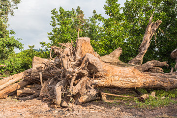 near the biggest national park in Thailand there have quite big forest Plants varied slightly Some people have the name of the distribution of plants and flowers of various kinds.