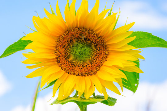 Sonnenblume mit Biene im Sommer