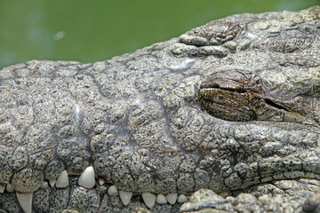 Crocodile