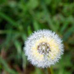Closeup of dandelion in full seed, with dandelion flower behind
