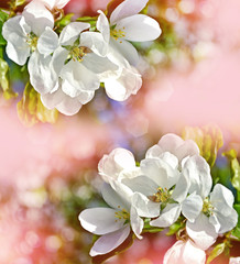 Naklejka na ściany i meble spring landscape. Flowering apple tree. Spring flowering garden.