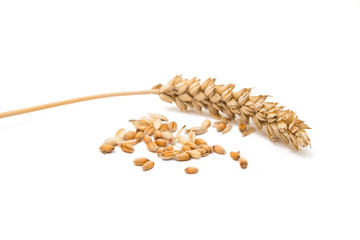 Wheat grain