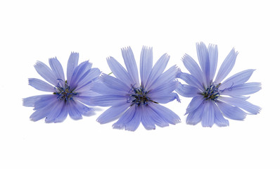 Chicory flower