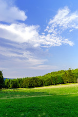 Fototapeta na wymiar Green grass on the field, summer landscape