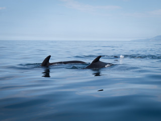 Pod of pilot whales showing their dorsal fins in calm water in the Gulf of St. Lawrence
