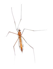 Macro of a Crane Fly From Underside