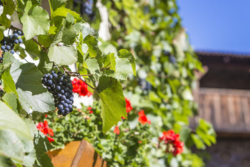 Fototapete bei efototapeten.de bestellen   