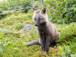 Fototapeta premium Young fox sitting in moos and berries