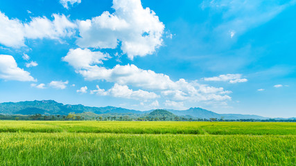 Beautiful rice field on a perfect sunny day