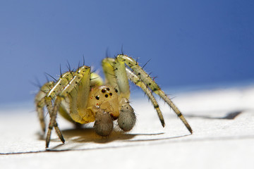 Spider macro