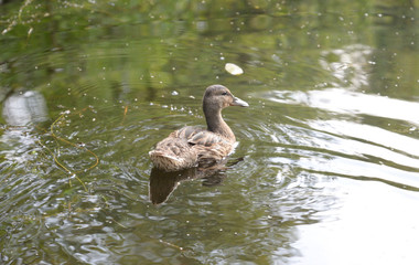 Duck in water.