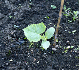 Young seedling cucumber in the greenhouse