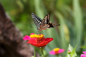 beautiful butterfly and flower