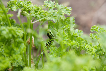 Larvae of the green butterfly