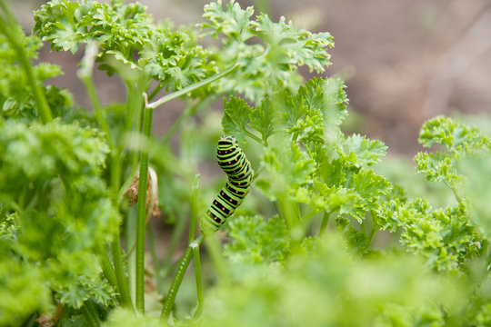 Larvae of the green butterfly