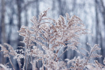 frozen plant in front of forest. Christmass winter background