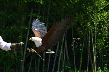 African sea eagle landing on the glove of a falconer