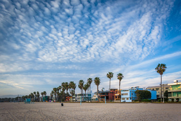 Palm trees and houses along the beach, in Venice Beach, Los Ange