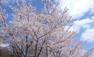 桜