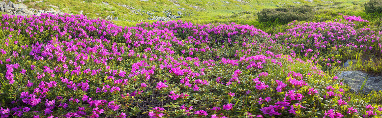 rhododendrons Chornogory