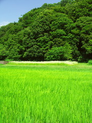 森と田圃