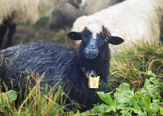 Shepherds and sheep Carpathians
