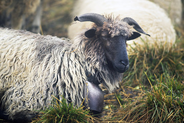 Shepherds and sheep Carpathians