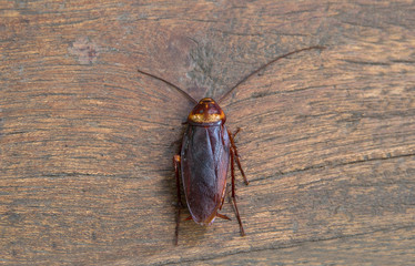 cockroach on wood background.(roach, cockroach)
