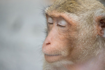 サルのポートレート
