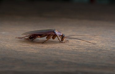 cockroach on wood background.(roach, cockroach)