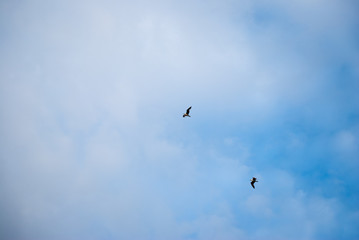 Birds flying on cloudy sky