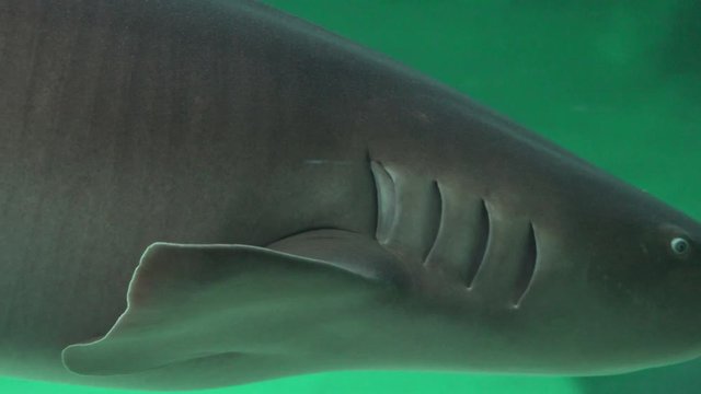 Shark Gills And Sea Creatures