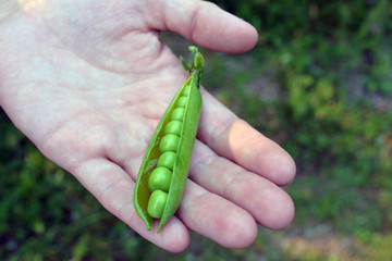 Ripe green pea pod. Round juicy large Gorshina. Krypno plan. Open palm. Blurring the background / Opened pea pod on the palm. / Feodor Eremin