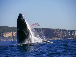 Humpback Whale