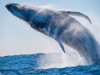 Breaching Humpback Whale 
